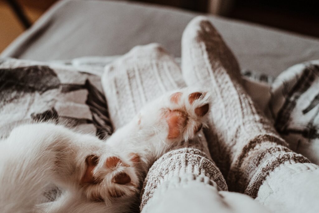 A person wearing socks with their cat next to them 