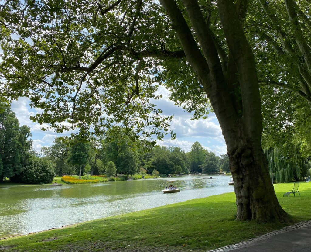 A picture of a park with a lake running through it. There is also a massive tree in the for front of the picture. 