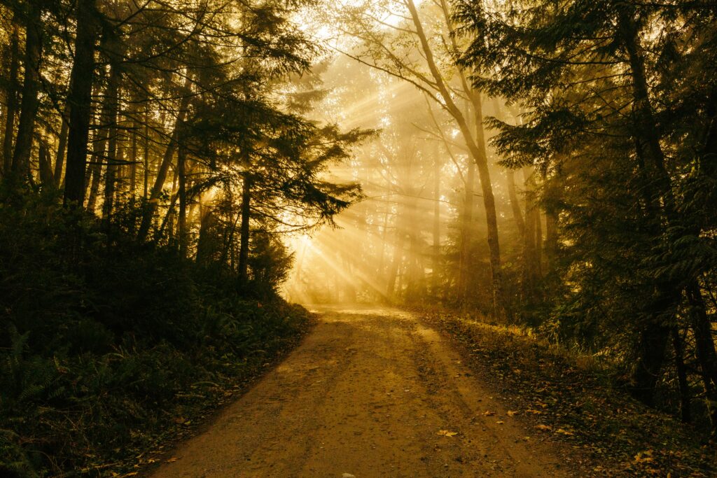 Sunlight beaming through trees