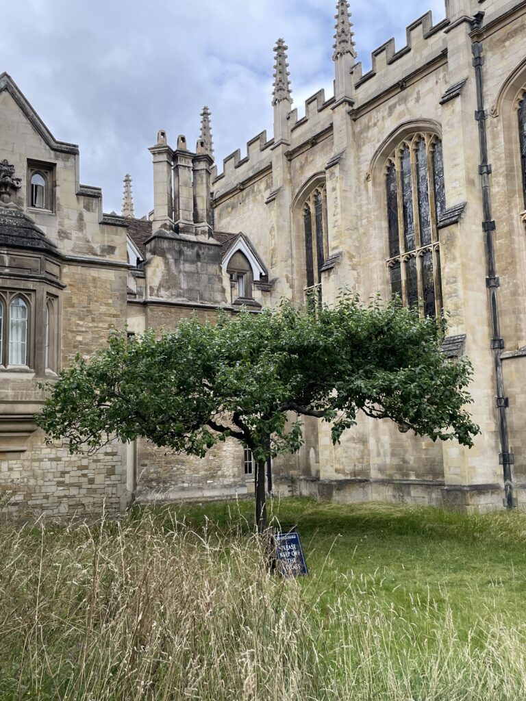 Newton's Apple Tree - Cambridge.