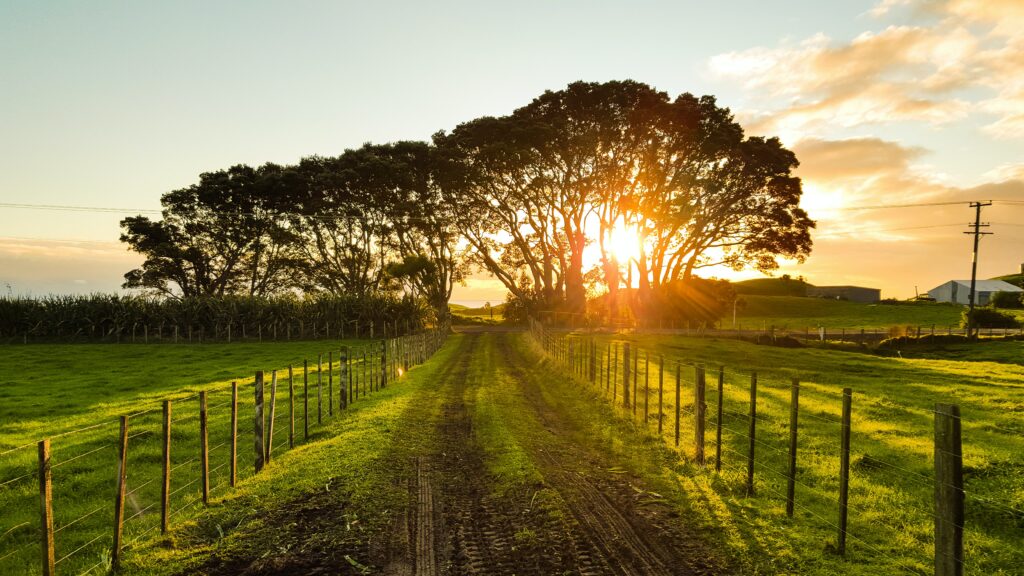 Sun coming through the trees with a path in the middle and fences next to the path