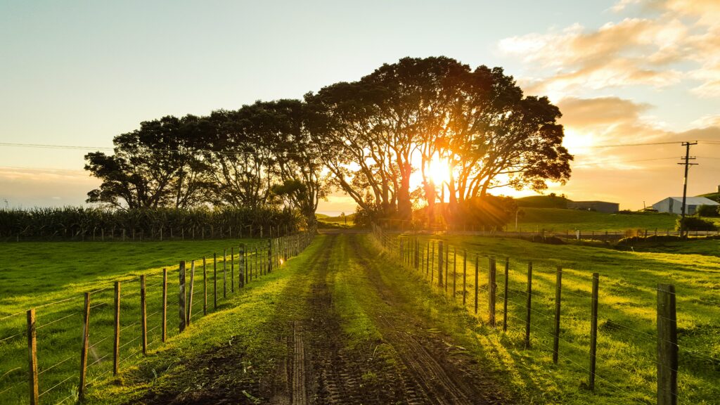 Sun coming through the trees with a path in the middle and fences next to the path 